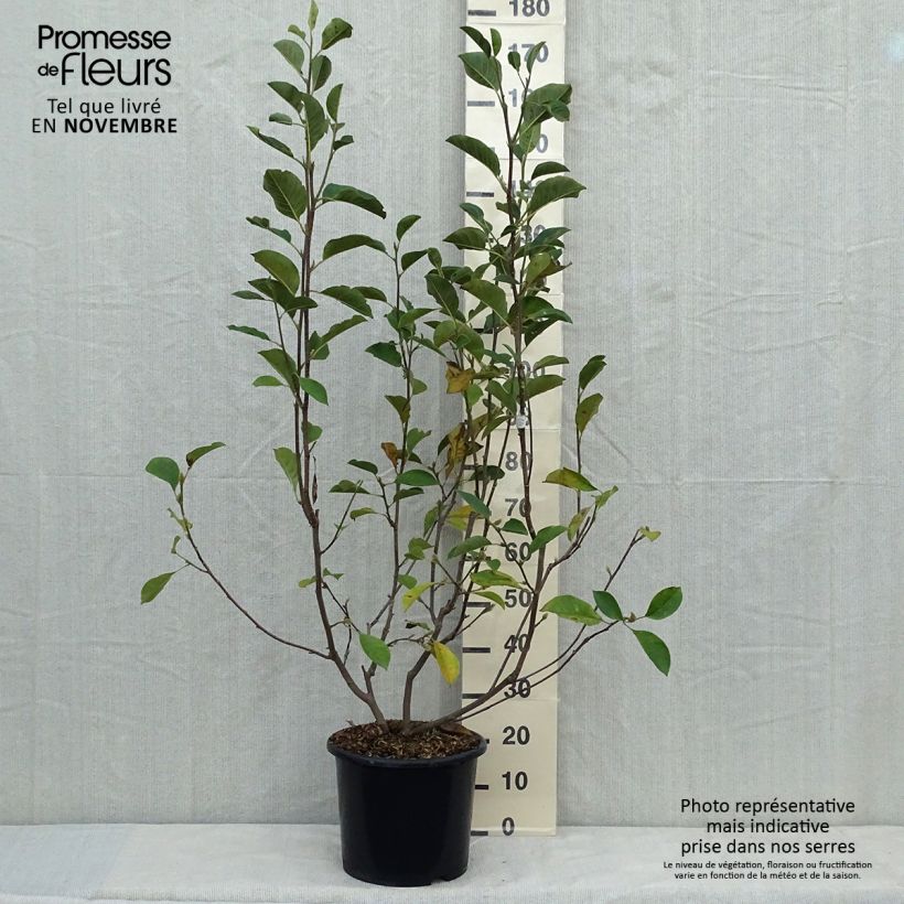 Exemplaar van Magnolia denudata Festirose Pot de 7,5L/10L zoals geleverd in de herfst