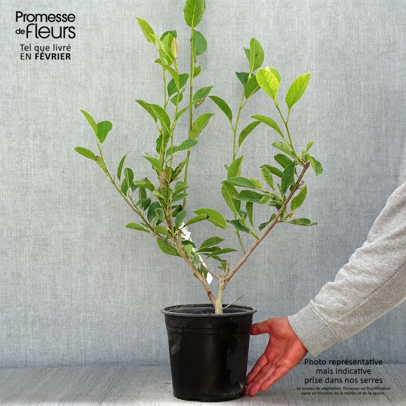 Exemplaar van Magnolia denudata Festirose - Oosterse magnolia Pot van 4 l/5 l zoals geleverd in de herfst