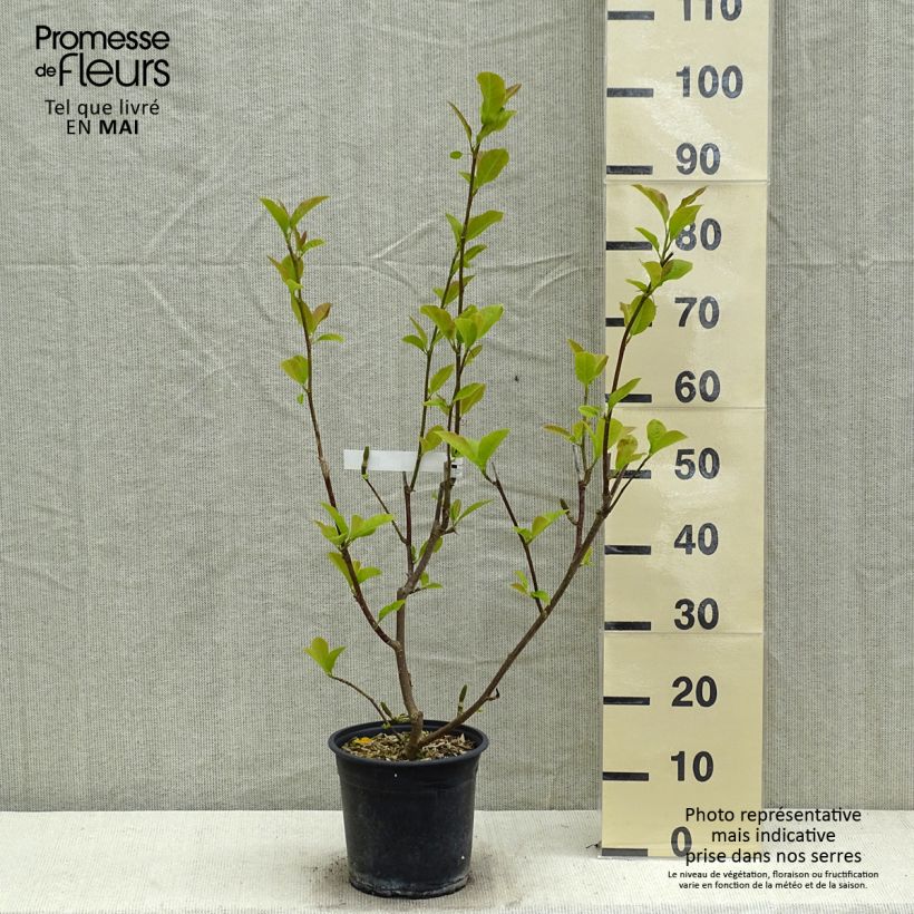 Exemplaar van Magnolia denudata Festirose - Oosterse magnolia Pot van 4 l/5 l zoals geleverd in de lente