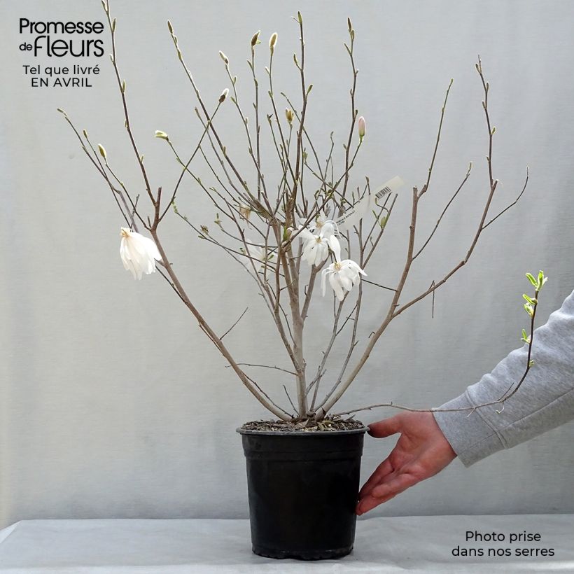 Exemplaar van Magnolia stellata Waterlily - Stermagnolia Pot van 4 l/5 l zoals geleverd in de lente