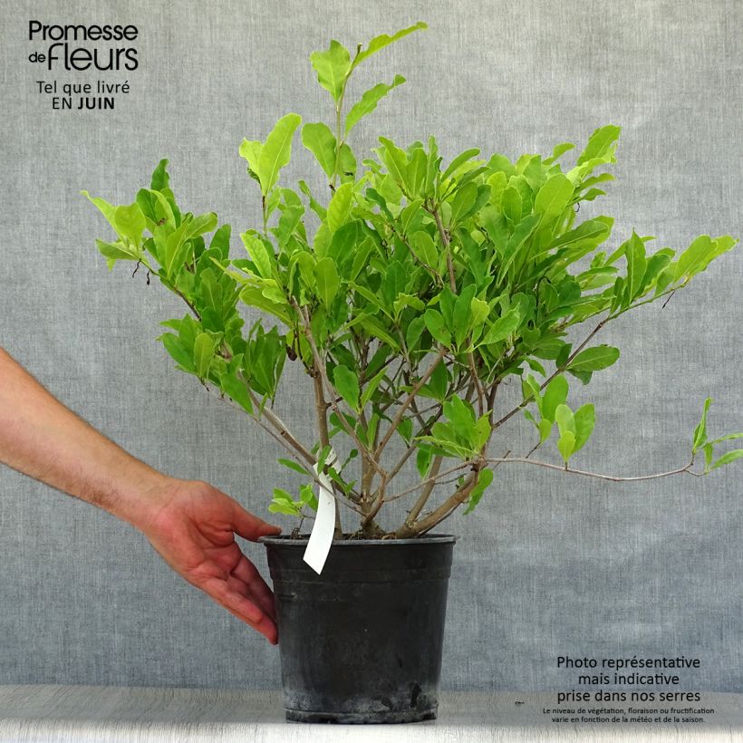 Exemplaar van Magnolia stellata Waterlily - Stermagnolia Pot van 4 l/5 l zoals geleverd in de zomer