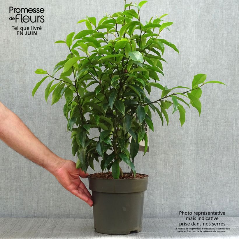 Exemplaar van Magnolia figo Stellar Ruby - Bananenstruik Pot van 6 l/7 l zoals geleverd in de zomer