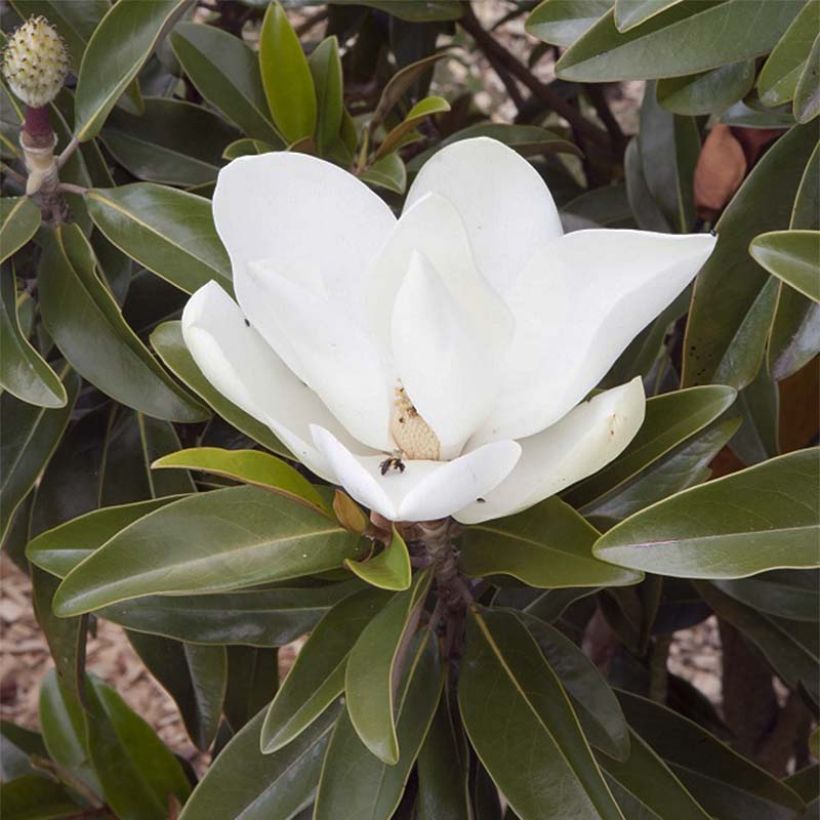 Magnolia grandiflora Alta - Zuidelijke magnolia (Bloei)