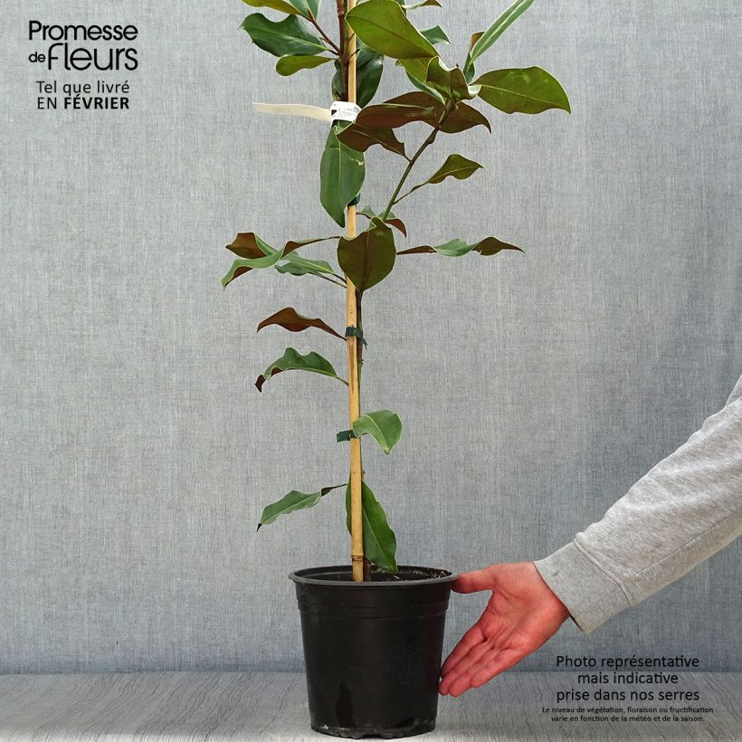 Exemplaar van Magnolia grandiflora Bracken's Brown Beauty - Zuidelijke magnolia Pot van 4 l/5 l zoals geleverd in de herfst
