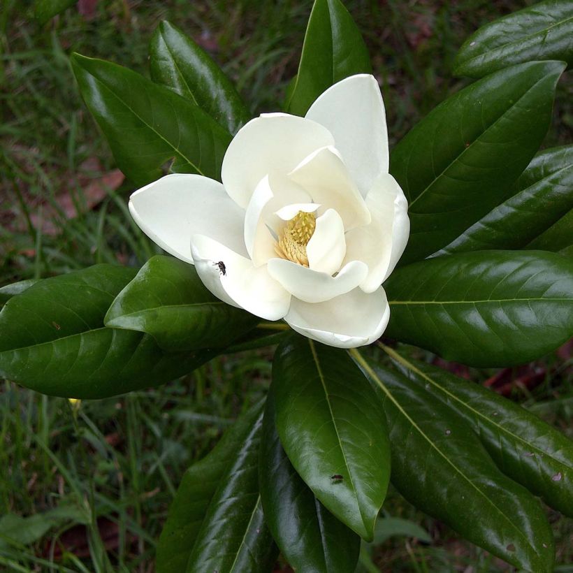 Magnolia grandiflora Ferruginea - Zuidelijke magnolia (Blad)