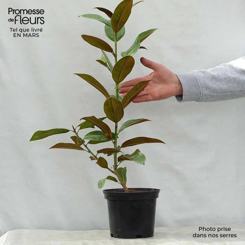 Exemplaar van Magnolia grandiflora Ferruginea - Zuidelijke magnolia Pot van 1,5 l/2 l zoals geleverd in de lente