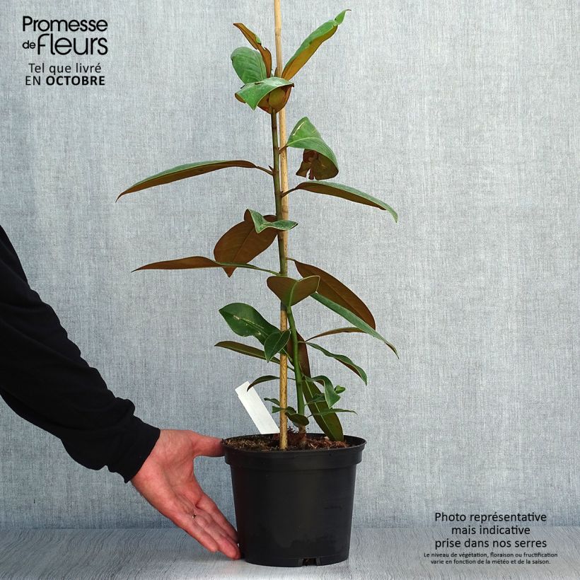 Exemplaar van Magnolia grandiflora Ferruginea - Zuidelijke magnolia Pot van 1,5 l/2 l zoals geleverd in de herfst