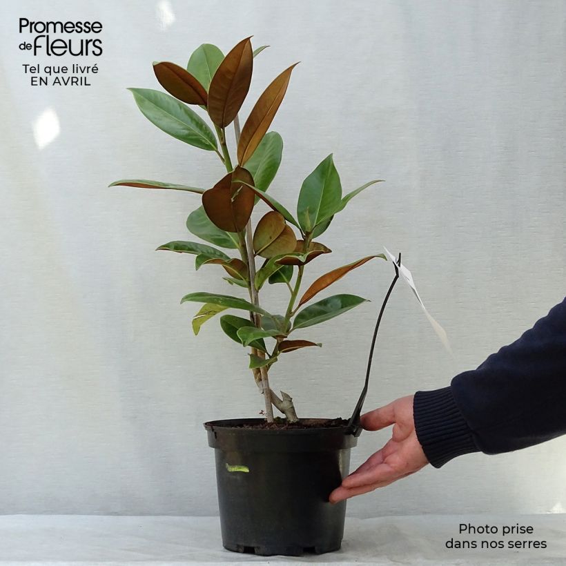 Exemplaar van Magnolia grandiflora Galissonière - Zuidelijke magnolia Pot van 4 l/5 l zoals geleverd in de lente
