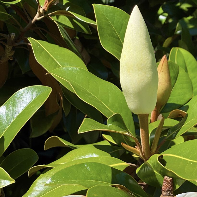 Magnolia grandiflora Goliath - Zuidelijke magnolia (Blad)