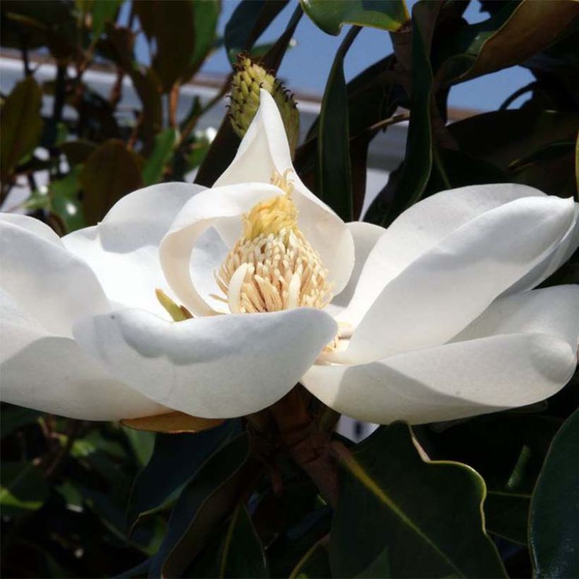 Magnolia grandiflora Little Gem - Zuidelijke magnolia (Bloei)