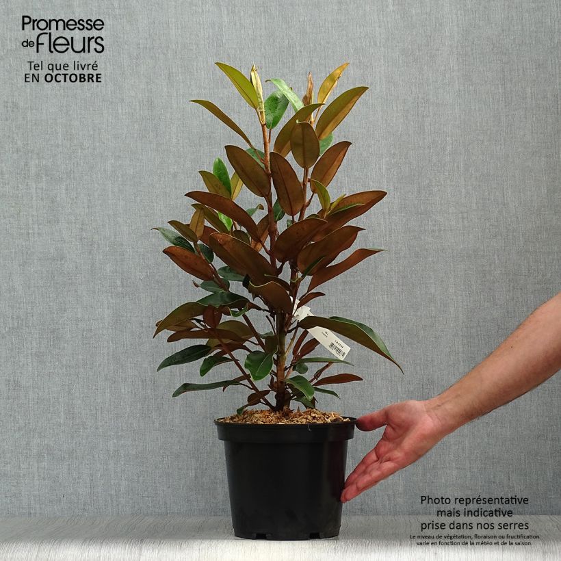 Exemplaar van Magnolia grandiflora Little Gem - Zuidelijke magnolia Pot van 3 l/4 l zoals geleverd in de herfst
