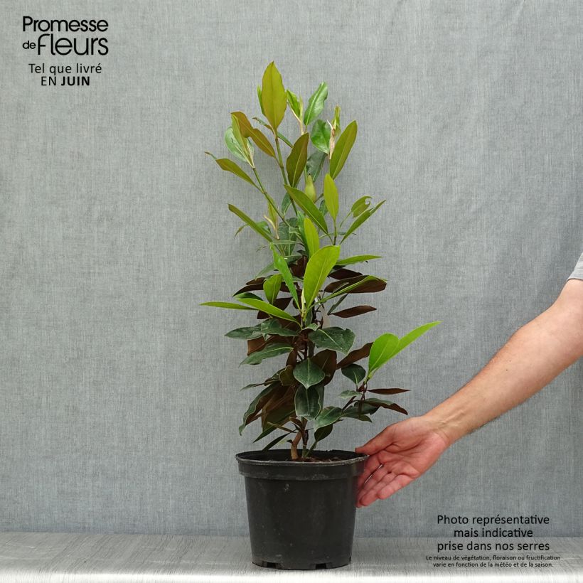 Exemplaar van Magnolia grandiflora Little Gem - Zuidelijke magnolia Pot van 3 l/4 l zoals geleverd in de zomer