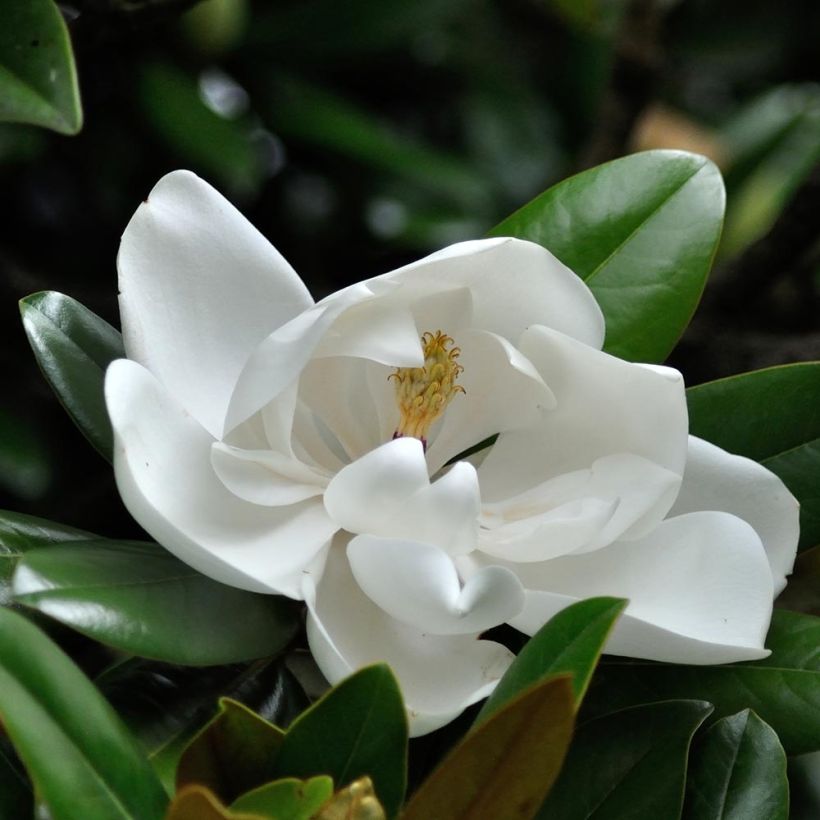 Magnolia grandiflora Purpan - Zuidelijke magnolia (Flowering)