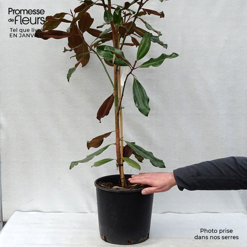 Exemplaar van Magnolia grandiflora Purpan - Zuidelijke magnolia Pot van 7,5 l/10 l zoals geleverd in de winter