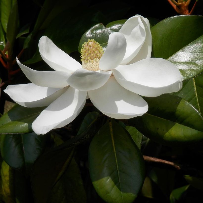 Magnolia grandiflora Treyve - Zuidelijke magnolia (Bloei)