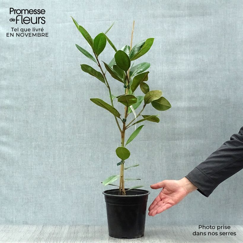 Exemplaar van Magnolia grandiflora Treyve - Zuidelijke magnolia Pot van 4 l/5 l, Kroonhoogte zoals geleverd in de herfst