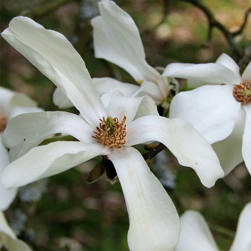 Magnolia kobus - Noordelijke Japanse magnolia (Flowering)