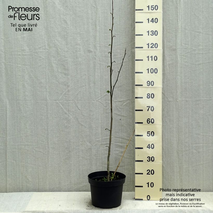 Example of Magnolia kobus - Noordelijke Japanse magnolia Pot van 4 l/5 l as you get in printemps