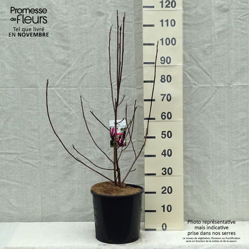 Exemplaar van Magnolia liliflora Nigra - Leliemagnolia Pot van 7,5 l/10 l zoals geleverd in de herfst
