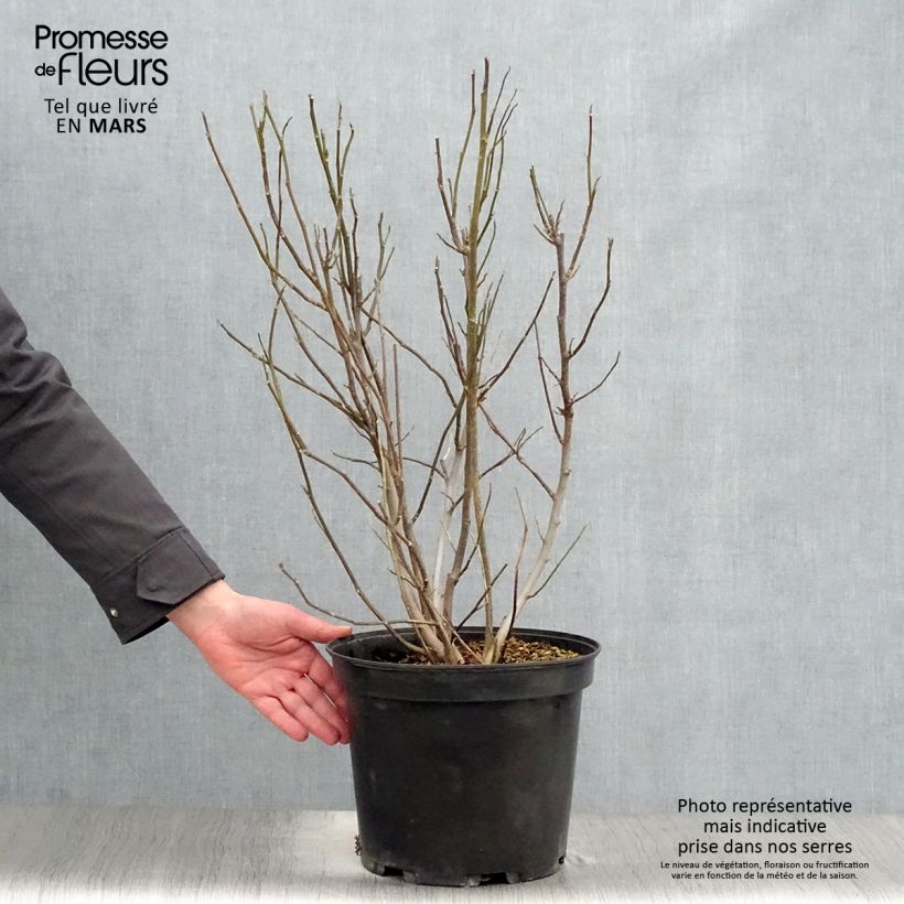 Exemplaar van Magnolia liliflora Nigra - Leliemagnolia Pot van 7,5 l/10 l zoals geleverd in de lente