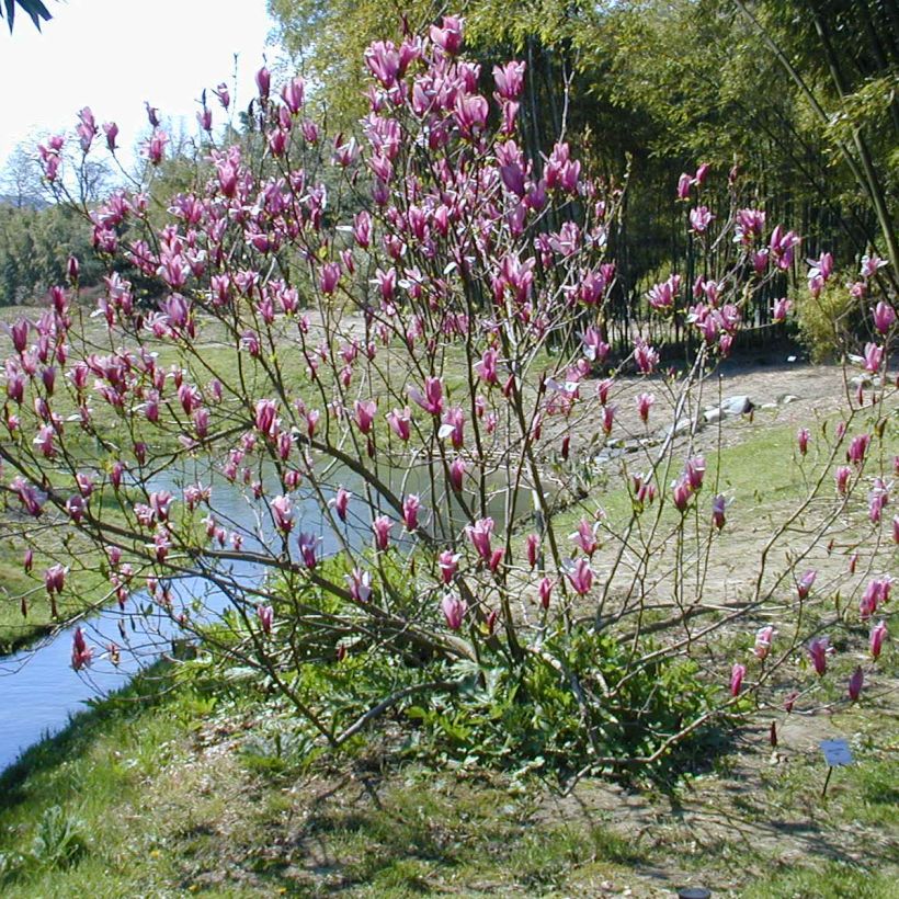 Magnolia liliflora Nigra - Leliemagnolia (Groeiplaats)