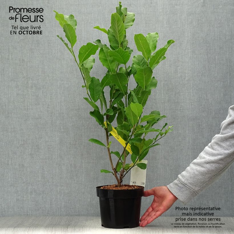 Exemplaar van Magnolia loebneri Leonard Messel - Beverboom Pot van 3 l/4 l zoals geleverd in de herfst