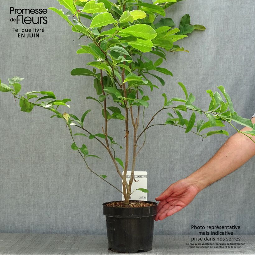 Exemplaar van Magnolia loebneri Leonard Messel - Beverboom Pot van 3 l/4 l zoals geleverd in de zomer