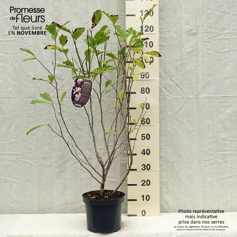 Exemplaar van Magnolia loebneri Leonard Messel - Beverboom Pot van 6 l/7 l zoals geleverd in de herfst
