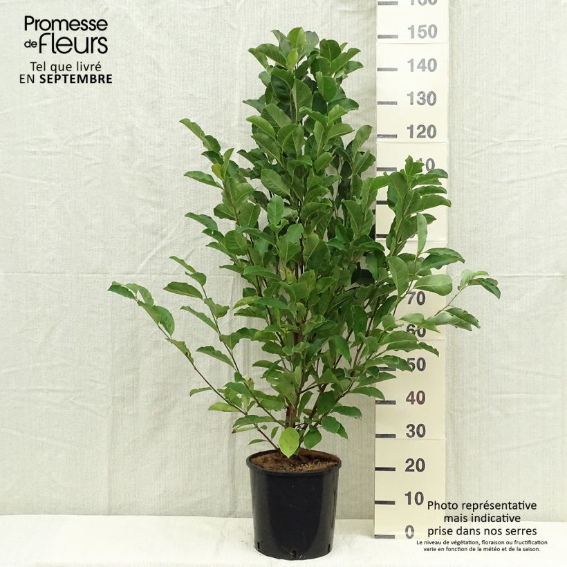 Exemplaar van Magnolia loebneri Merrill - Beverboom Pot van 7,5 l/10 l zoals geleverd in de herfst