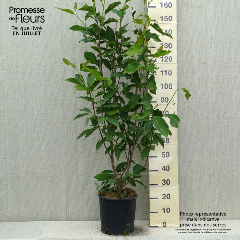 Exemplaar van Magnolia loebneri Merrill - Beverboom Pot van 7,5 l/10 l zoals geleverd in de zomer