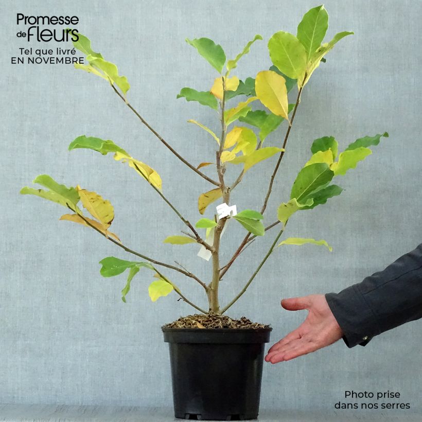 Exemplaar van Magnolia loebneri Wildcat - Beverboom Pot van 4 l/5 l zoals geleverd in de herfst