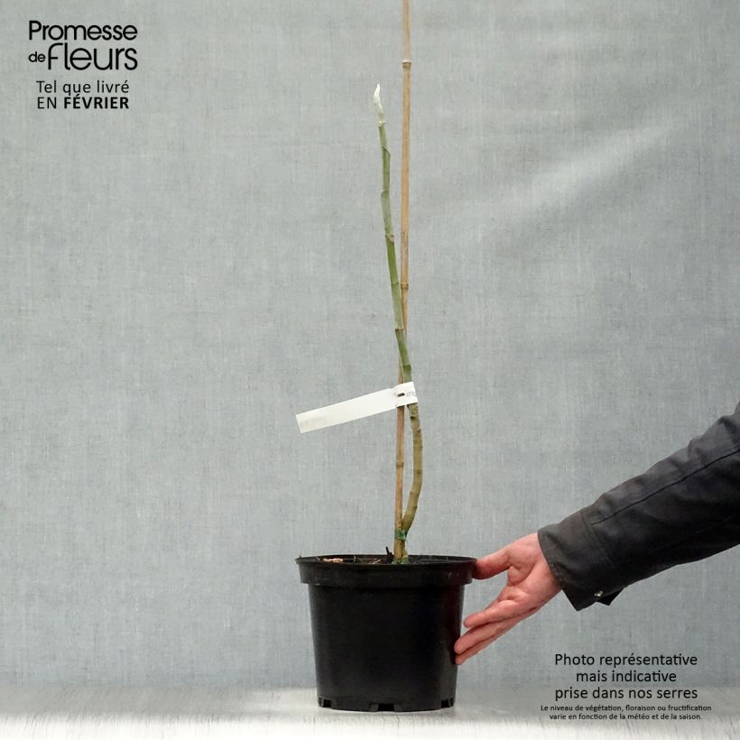 Exemplaar van Magnolia macrophylla - Grootbladige magnolia Pot van 4 l/5 l zoals geleverd in de winter