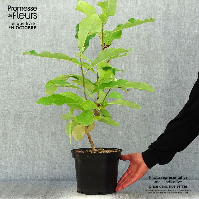 Exemplaar van Magnolia officinalis biloba - Chinese kransmagnolia Pot van 4 l/5 l zoals geleverd in de herfst