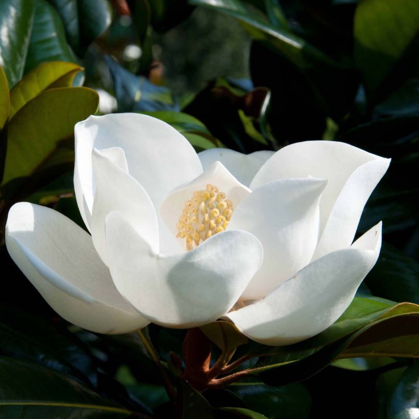 Magnolia grandiflora D.d. blanchard - Zuidelijke magnolia (Bloei)