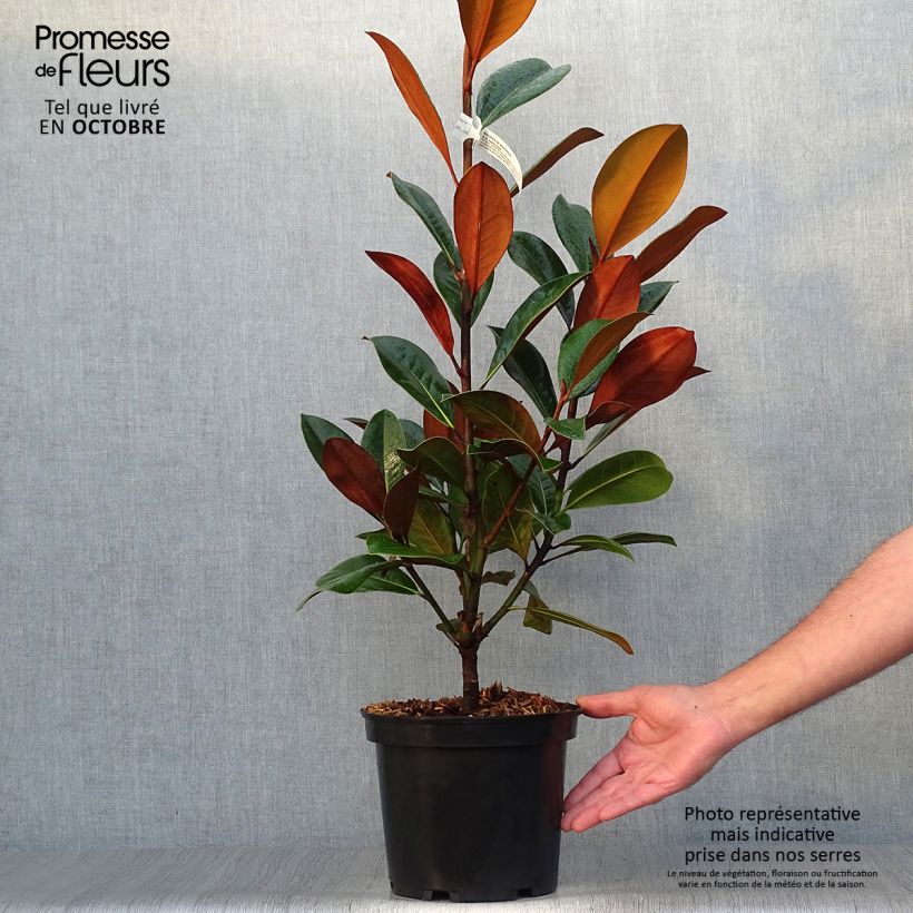 Exemplaar van Magnolia grandiflora D.d. blanchard - Zuidelijke magnolia Pot van 4 l/5 l zoals geleverd in de herfst