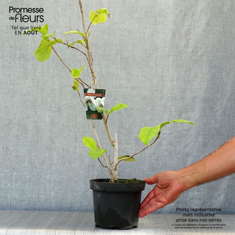 Exemplaar van Magnolia sieboldii - Beverboom Pot van 3 l/4 l zoals geleverd in de zomer