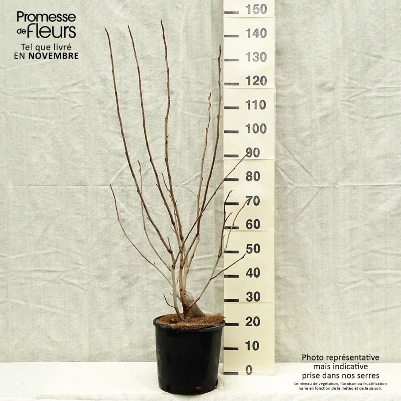 Exemplaar van Magnolia sieboldii - Beverboom Pot van 12 l/15 l zoals geleverd in de herfst