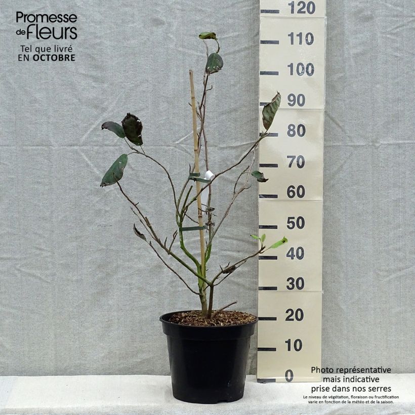 Exemplaar van Magnolia sieboldii Colossus - Beverboom Pot van 12 l/15 l zoals geleverd in de herfst