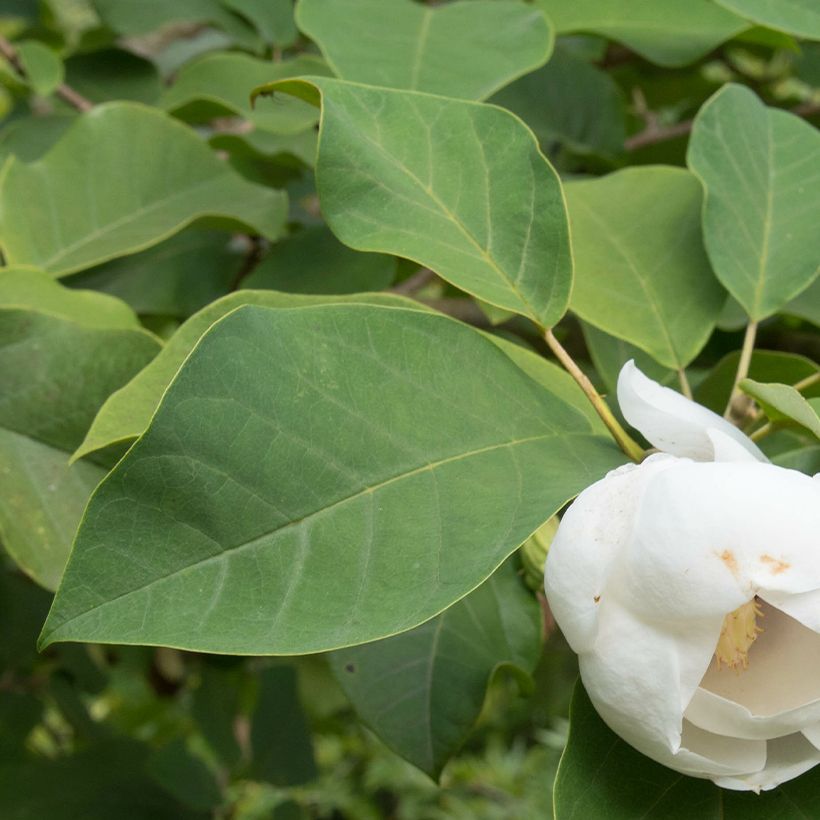Magnolia sieboldii Colossus - Beverboom (Blad)