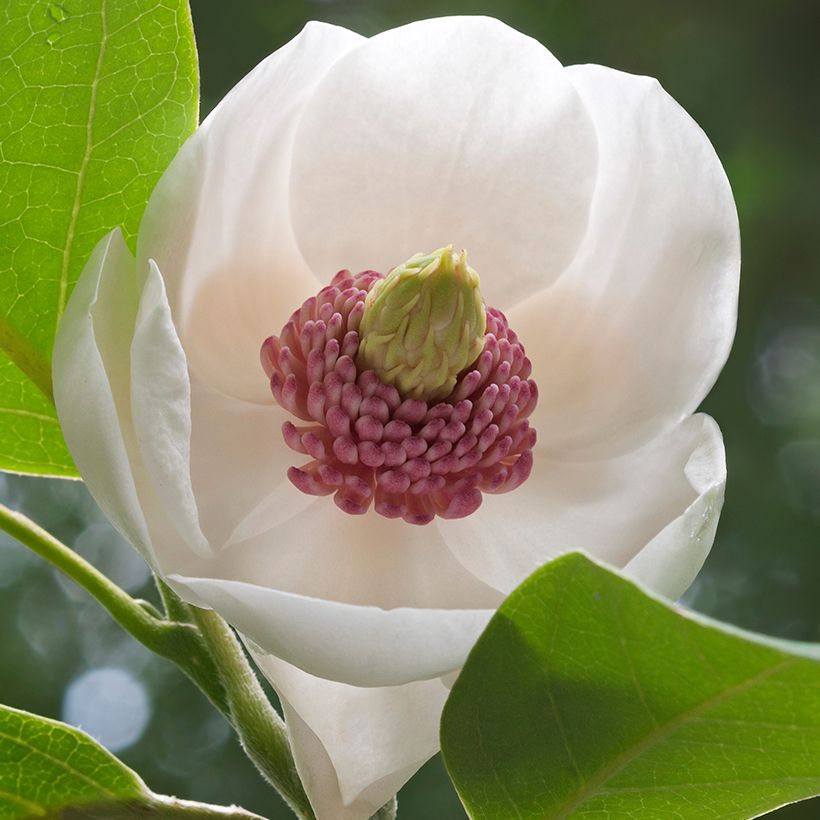 Magnolia sieboldii Colossus - Beverboom (Bloei)