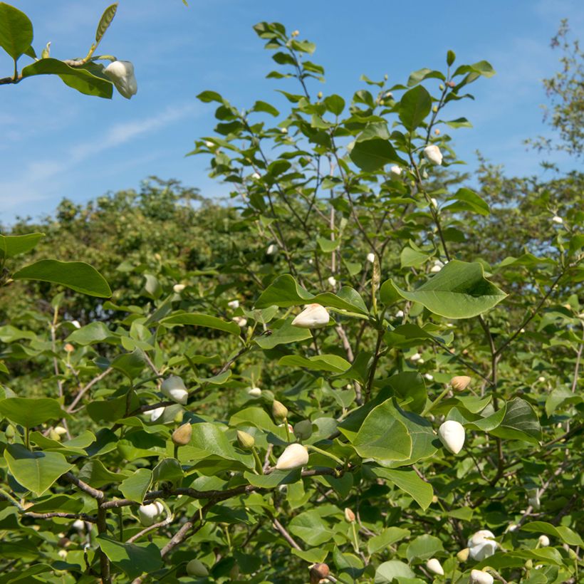 Magnolia sieboldii Colossus - Beverboom (Groeiplaats)