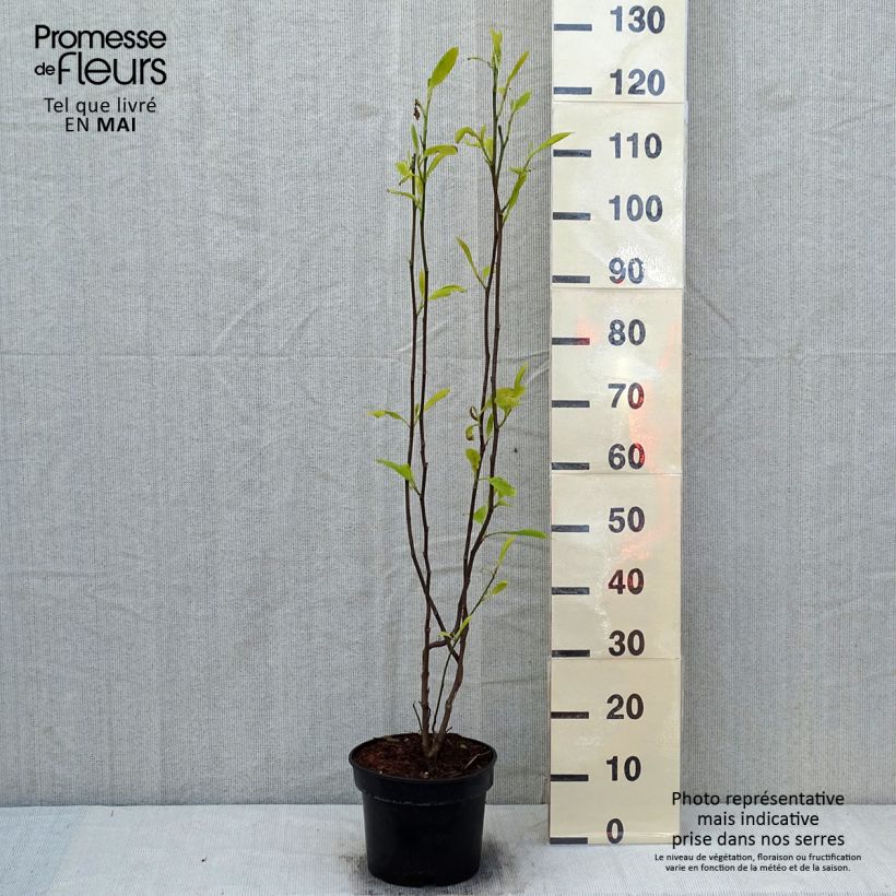 Exemplaar van Magnolia soulangeana Lennei - Gewone magnolia Pot van 4 l/5 l zoals geleverd in de lente