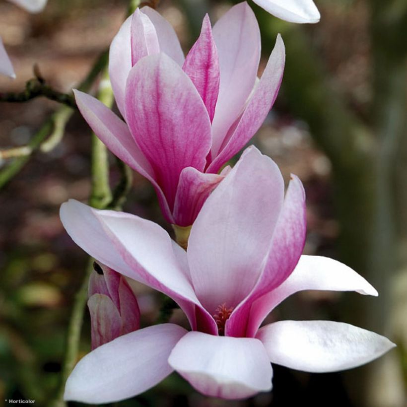 Magnolia soulangeana - Gewone magnolia (Bloei)