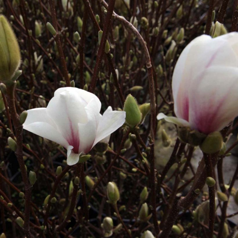 Magnolia soulangeana Alba Superba - Gewone magnolia (Bloei)