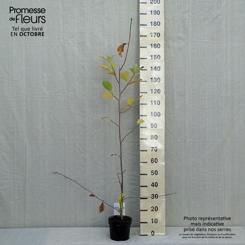 Exemplaar van Magnolia soulangeana Alba Superba - Gewone magnolia Pot van 3 l/4 l zoals geleverd in de herfst