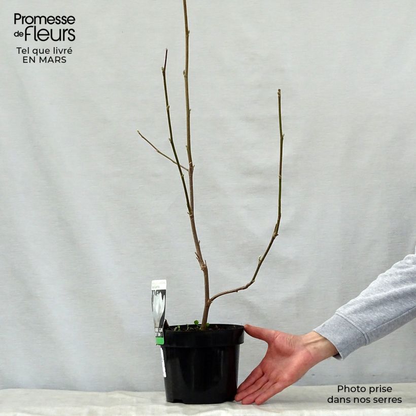 Exemplaar van Magnolia soulangeana Alba Superba - Gewone magnolia Pot van 3 l/4 l zoals geleverd in de lente