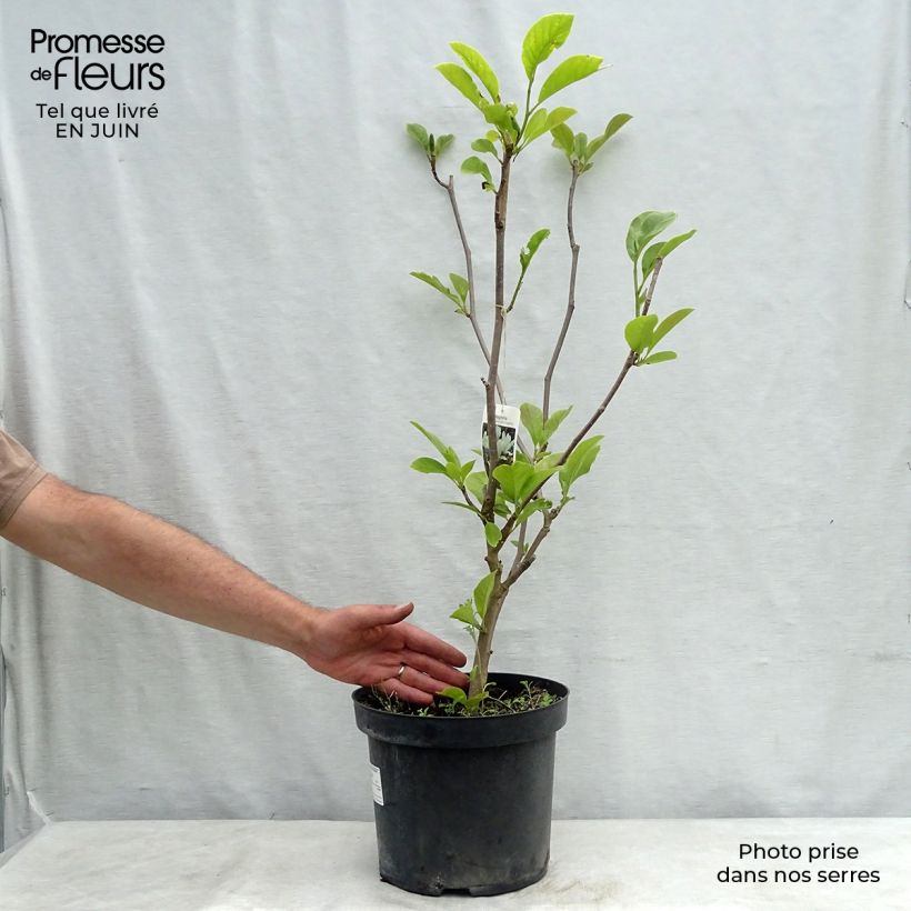 Exemplaar van Magnolia soulangeana Alba Superba - Gewone magnolia Pot van 6 l/7 l zoals geleverd in de zomer