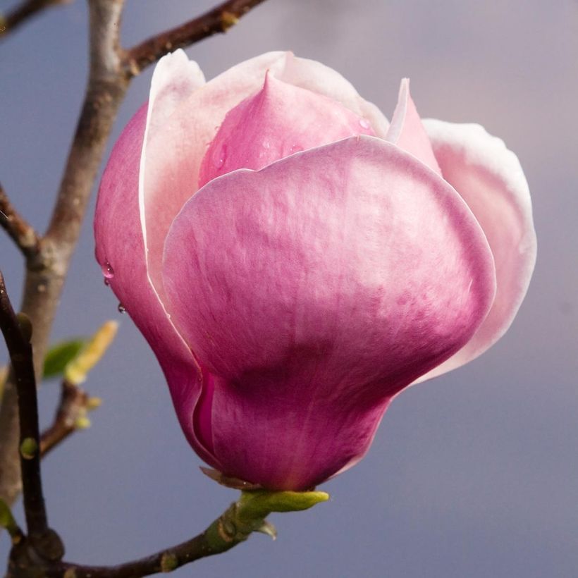 Magnolia soulangeana Lennei - Gewone magnolia (Bloei)