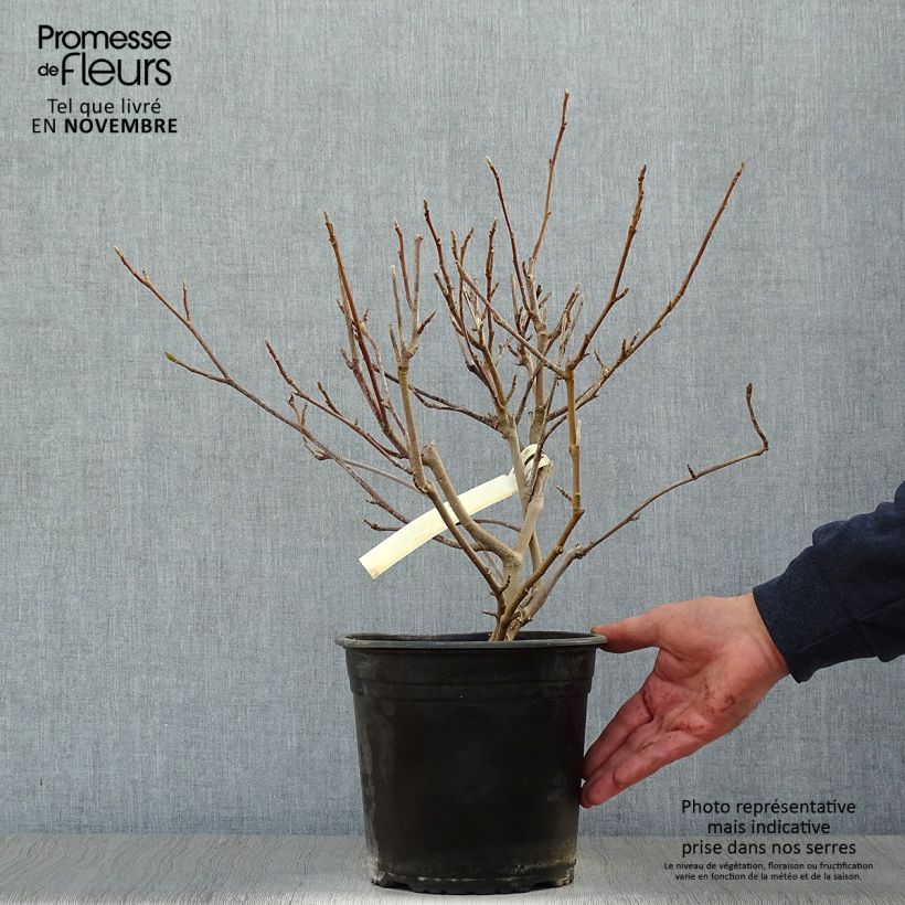 Exemplaar van Magnolia soulangeana - Gewone magnolia Pot van 3 l/4 l zoals geleverd in de herfst