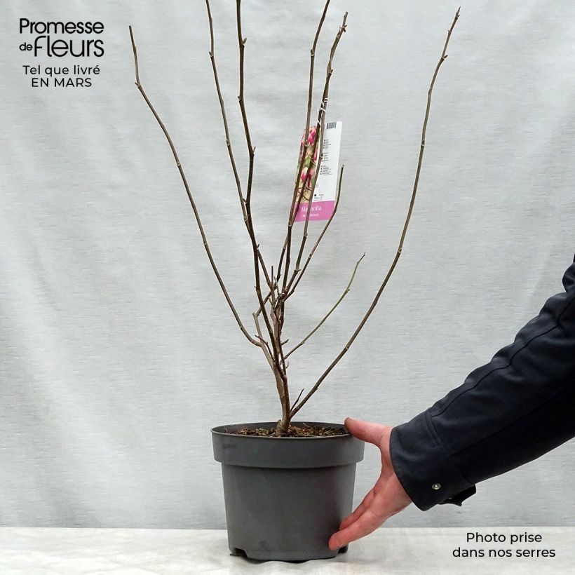 Exemplaar van Magnolia soulangeana - Gewone magnolia Pot van 3 l/4 l zoals geleverd in de lente